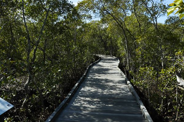 Nudgee Beach Wetlands Reserve (11/05/2023 - Credits: Screen Queensland)