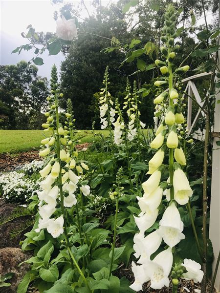 Tamborine Mountain Flower Farm (3/12/2025 - Credits: submitted by: Luke Scaddan)