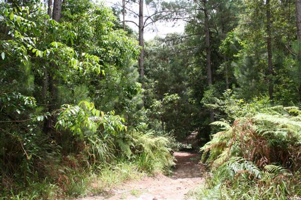 Coochin Creek - Pine Plantation / Qld State Forest (12/06/2009)