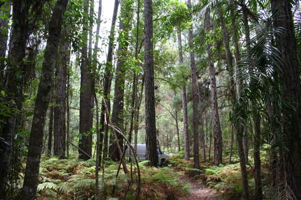 Coochin Creek - Pine Plantation / Qld State Forest (12/06/2009)
