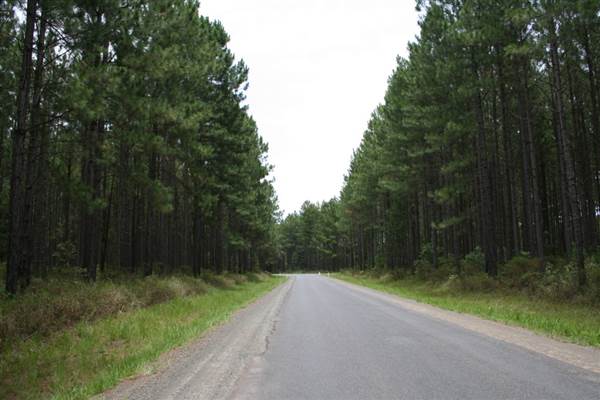 Coochin Creek - Pine Plantation / Qld State Forest (12/06/2009)