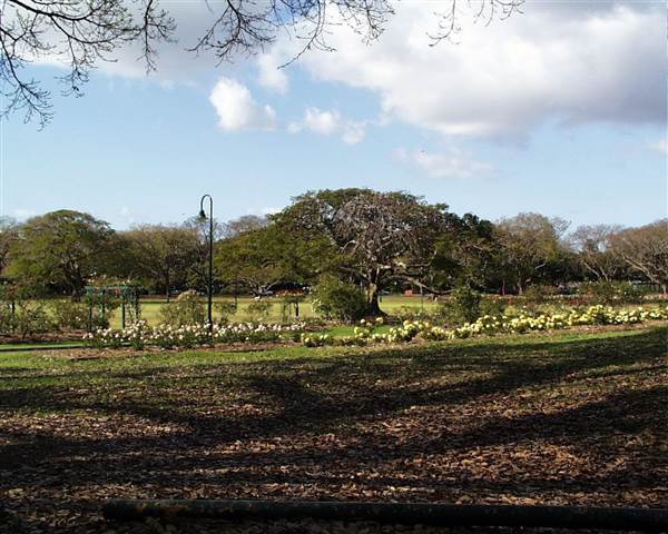 New Farm Park (12/11/2013)
