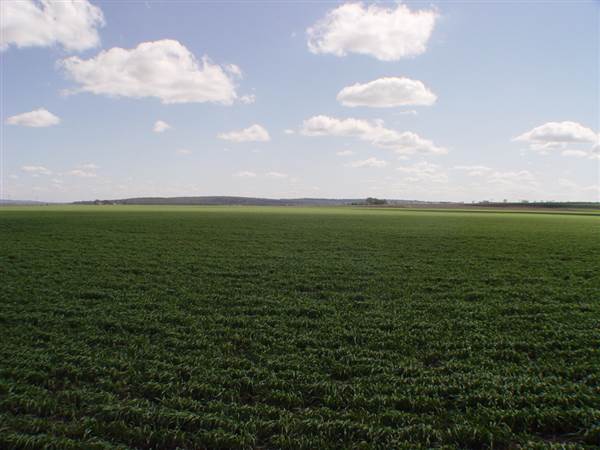 Wheat Fields (8/01/2008)