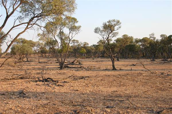 Rangelands Station (14/10/2005)