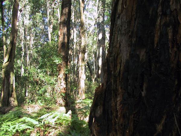 Springbrook National Park (26/09/2007)