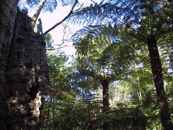 Springbrook National Park (26/09/2007)