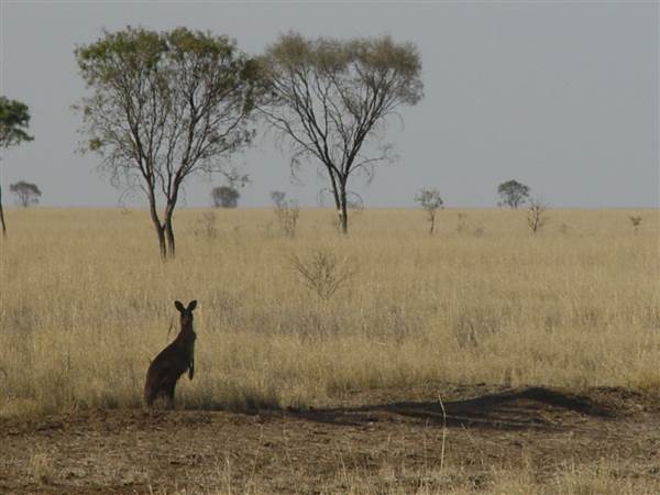 Muttaburra - Aramac Rd (18/11/2013 - Credits: Chris Strewe)