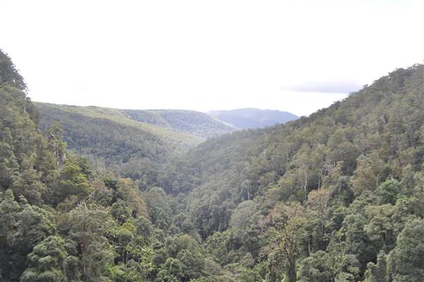 Purling Brook Falls - Springbrook National Park (6/02/2014)