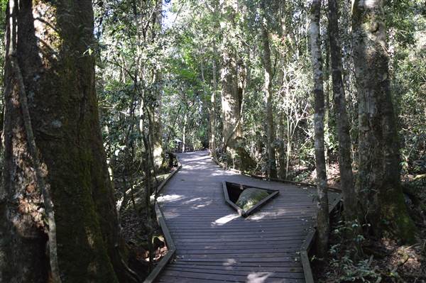 O'Reillys Rainforest Retreat (19/05/2014)