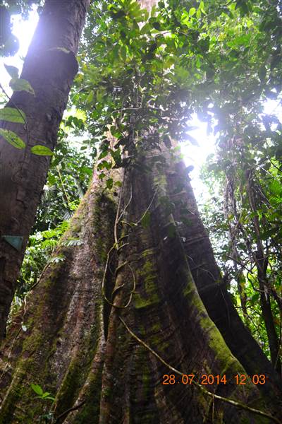 Tully Gorge National Park (18/08/2014)