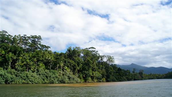 Mulgrave River (Cairns Region) (25/06/2015)
