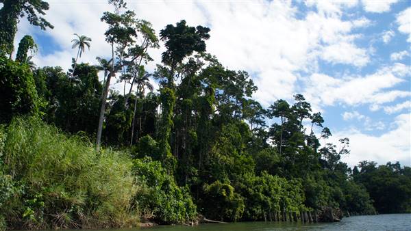 Mulgrave River (Cairns Region) (25/06/2015)