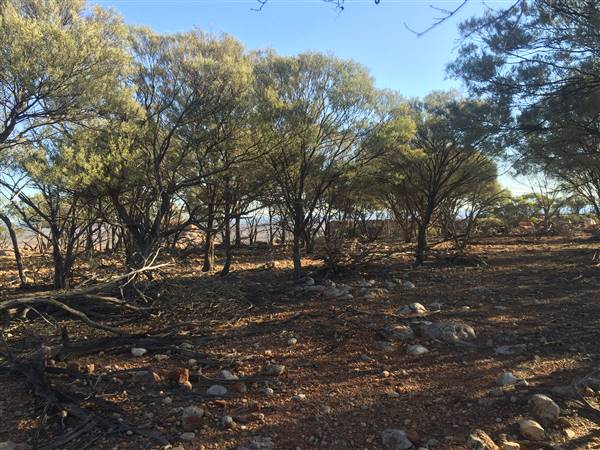 Longreach - Mount Slowcombe (22/07/2015 - Credits: Neil McGregor)