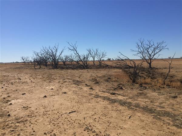 Dead Tree Patch (22/07/2015 - Credits: Neil McGregor)