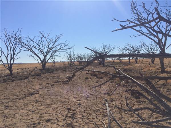 Dead Tree Patch (22/07/2015 - Credits: Neil McGregor)