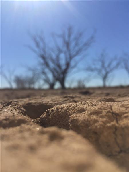 Dead Tree Patch (22/07/2015 - Credits: Neil McGregor)