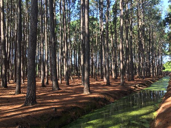 Pine Forest, Riverside Skate Park & Open Sports Fields - Pizzey Park