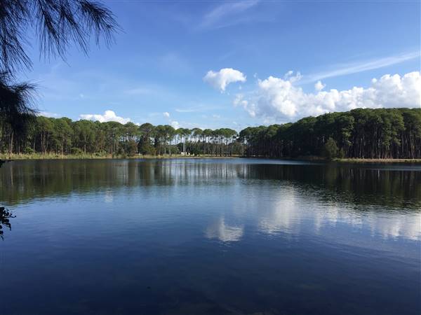 Pine Forest, Riverside Skate Park & Open Sports Fields - Pizzey Park