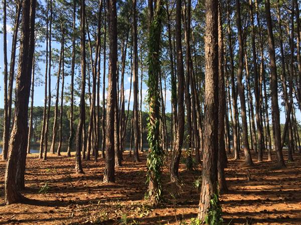 Pine Forest, Riverside Skate Park & Open Sports Fields - Pizzey Park