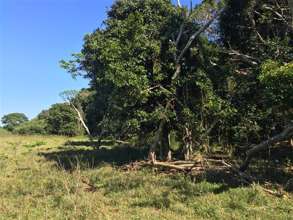 St Helena - Tree Areas & Rainforest (23/09/2015 - Credits: Neil McGregor)