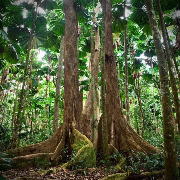 Daintree Fan Palm Forest (16/11/2015)