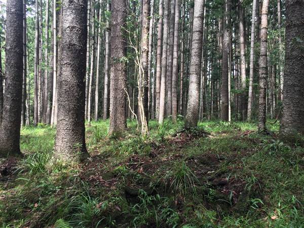 Bonogin Backlot & Pine Forest (11/03/2016 - Credits: Neil McGregor)