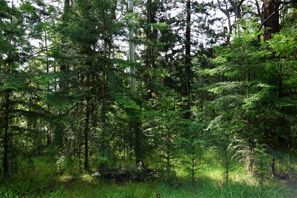 Hillside Hoop Pine Forest (14/04/2016 - Credits: Neil McGregor)