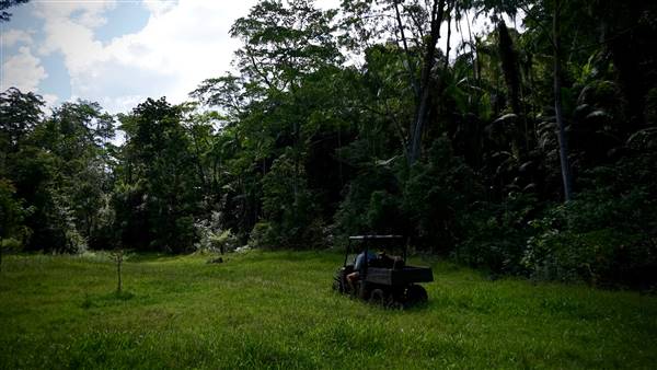 Hinterland Jungle Backlot (10/02/2017 - Credits: Neil McGregor)