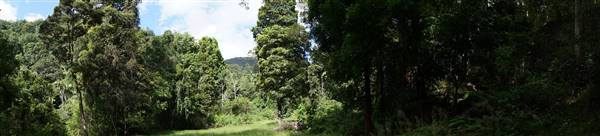 Hinterland Jungle Backlot (10/02/2017 - Credits: Neil McGregor)