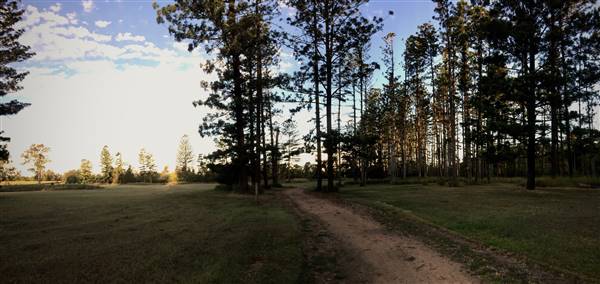 The Secret Forest - Oxley Creek Common