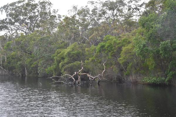 Harrys Hut Area (Noosa Everglades) (7/07/2017 - Credits: Kathryn Metcalfe)