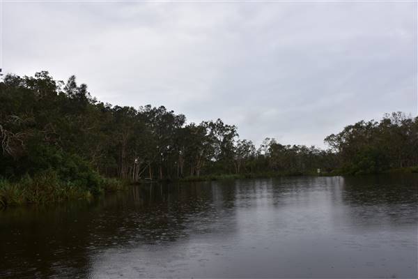 Fig Tree Point (Noosa Everglades) (13/07/2017 - Credits: Kathryn Metcalfe)