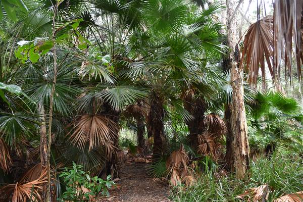 Fig Tree Point (Noosa Everglades) (13/07/2017 - Credits: Kathryn Metcalfe)