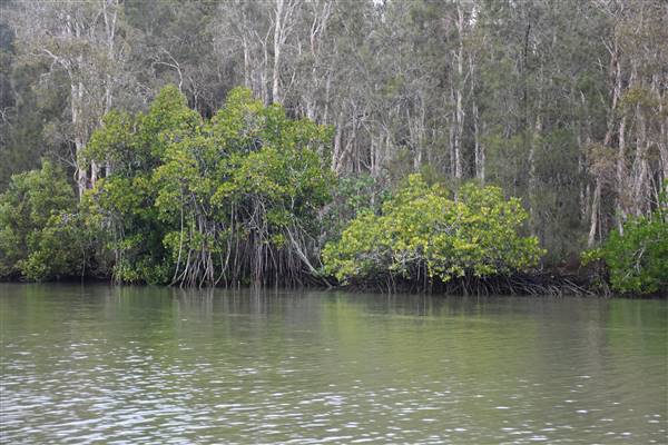Johns Landing (Noosa Everglades) (13/07/2017 - Credits: Kathryn Metcalfe)