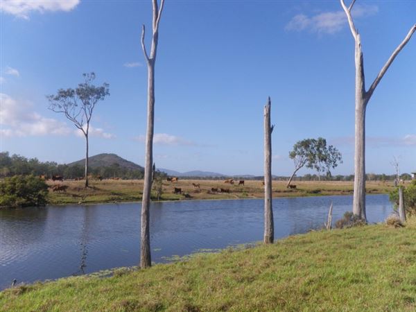 Meandering Creek & Lush Wetlands - Hedlow Creek (27/05/2013 - Credits: Landangler's Blog)