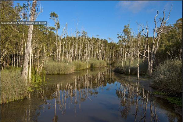 Karawatha Forest Park - Overview - Image Sourced - Do Not Make Public (10/12/2020)
