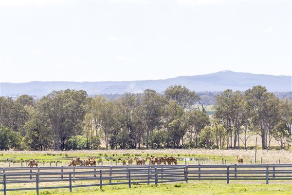 Summer Land Camel Farm (20/10/2021 - Credits: Ipswich City Council)