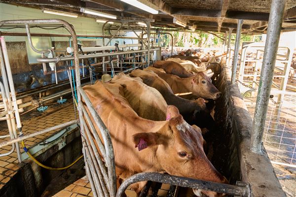 Mungalli Creek Bio-Dynamic Dairy (4/02/2023 - Credits: John de Rooy, Atherton Tableland Photography)