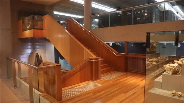 Queensland Museum - Interior (5/12/2022 - Credits: Brendan O'Sullivan)