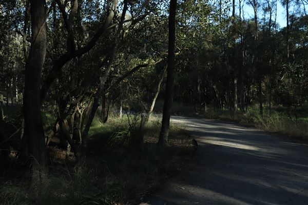 Epapah Creek - Karl's Pier track (8/05/2023 - Credits: Screen Queensland)