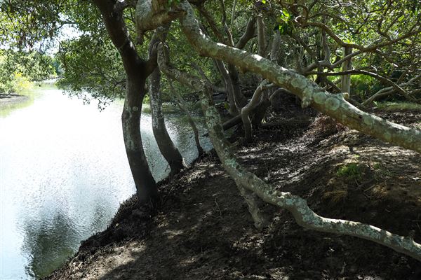 Curlew Park - Cabbage Tree Creek (11/05/2023 - Credits: Screen Queensland)