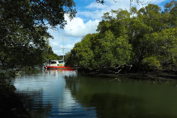 Curlew Park - Cabbage Tree Creek (11/05/2023 - Credits: Screen Queensland)