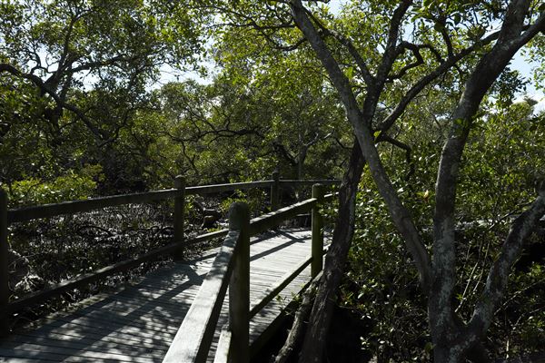 Nudgee Beach Wetlands Reserve (11/05/2023 - Credits: Screen Queensland)