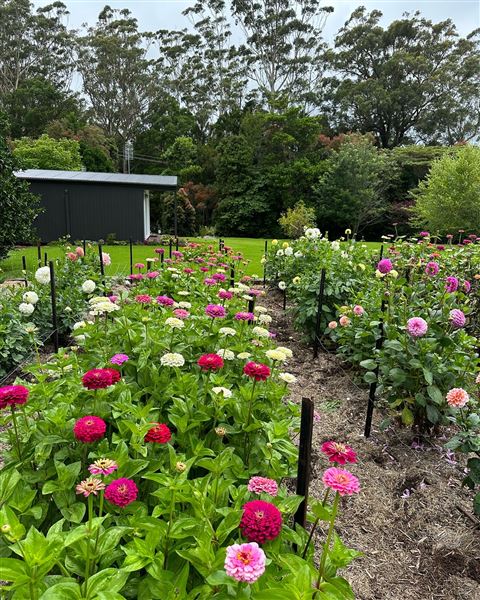 Tamborine Mountain Flower Farm (3/12/2025 - Credits: submitted by: Luke Scaddan)