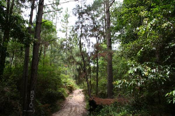 Coochin Creek - Pine Plantation / Qld State Forest (12/06/2009)