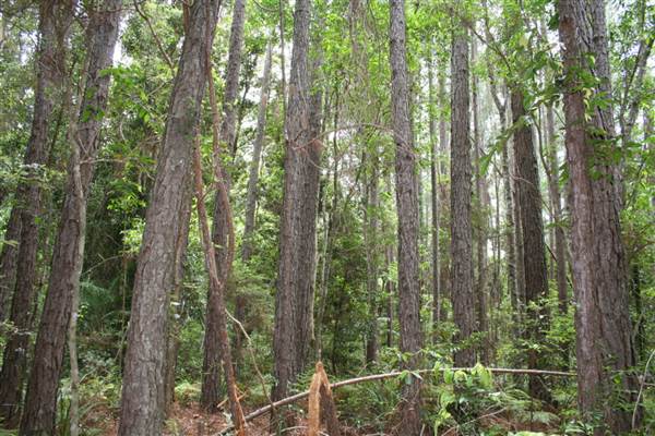 Coochin Creek - Pine Plantation / Qld State Forest (12/06/2009)