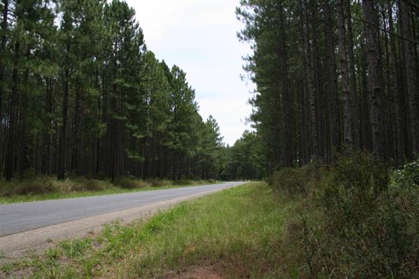 Coochin Creek - Pine Plantation / Qld State Forest (12/06/2009)