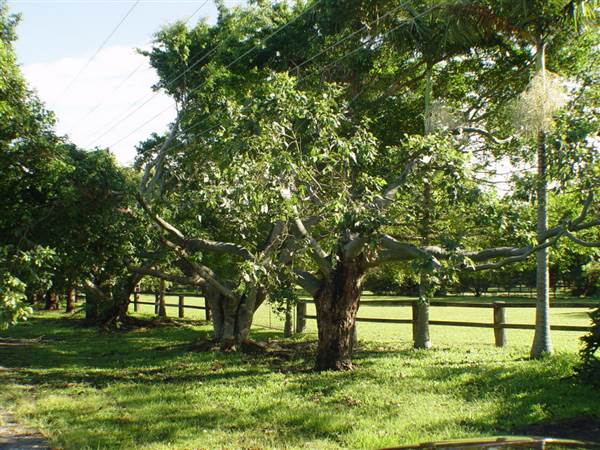 Currumbin Creek Road (23/08/2007)