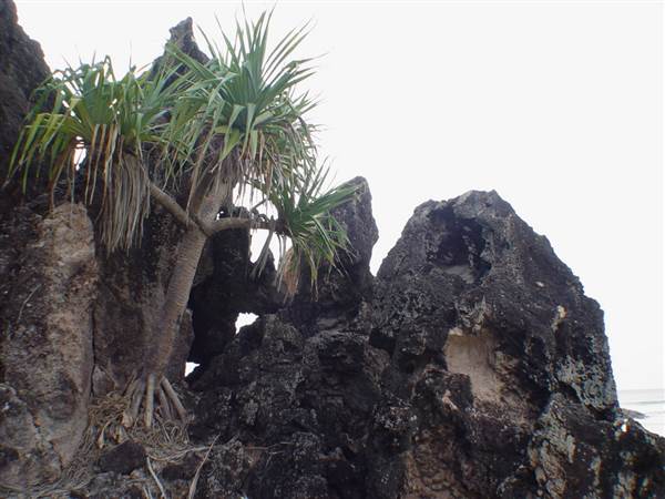 Frenchman's Bay (North Stradbroke Island) (17/01/2008)
