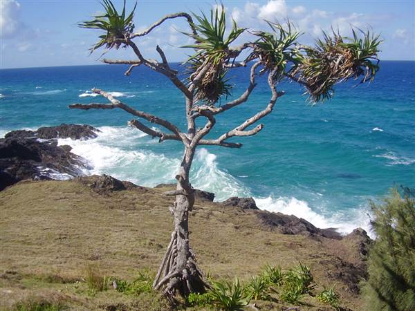 Mulgumpin (Moreton Island) (14/05/2009)